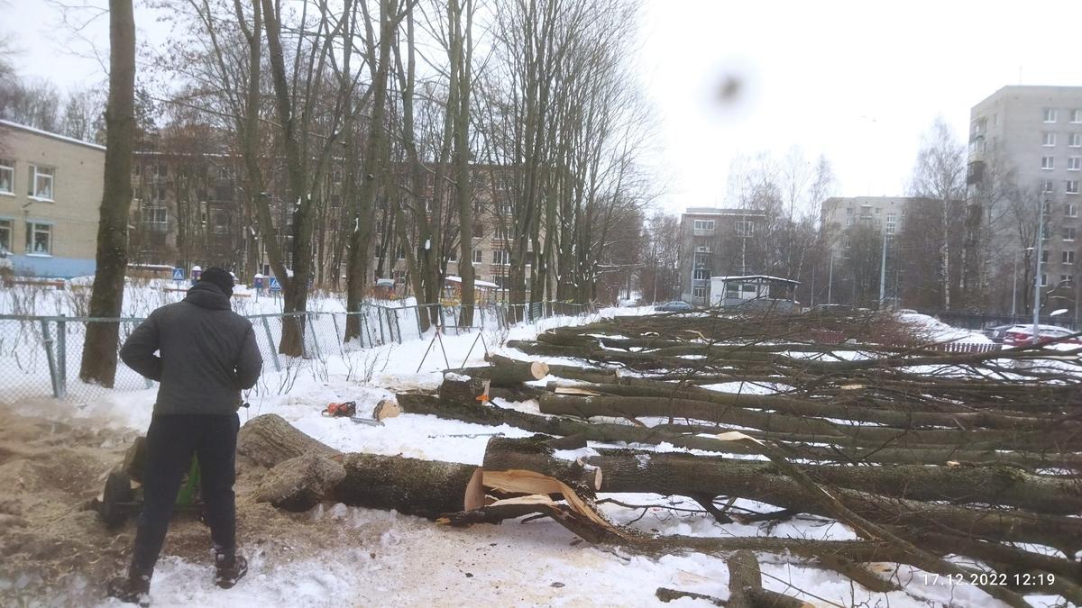 Деревья у детсада № 77. Фото: предоставлено местной жительницей