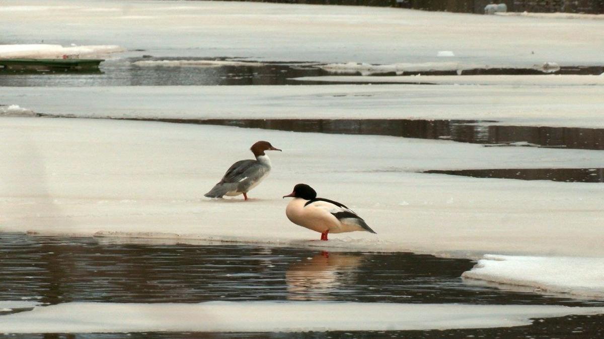 Фото: Павел Глазков / «Каждой твари по паре»