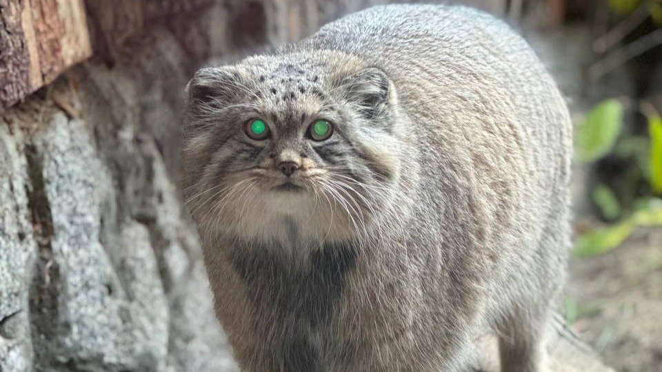 Фото: Ленинградский зоопарк