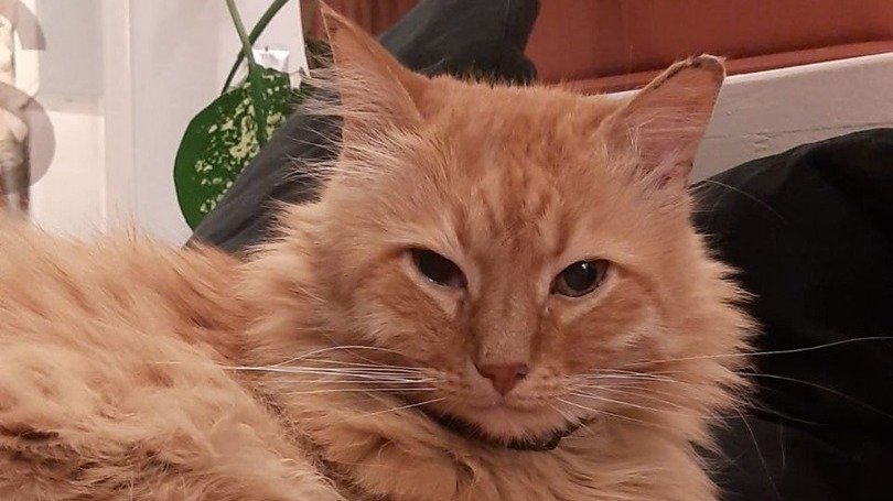 Фото: пресс-служба музея Ахматовой