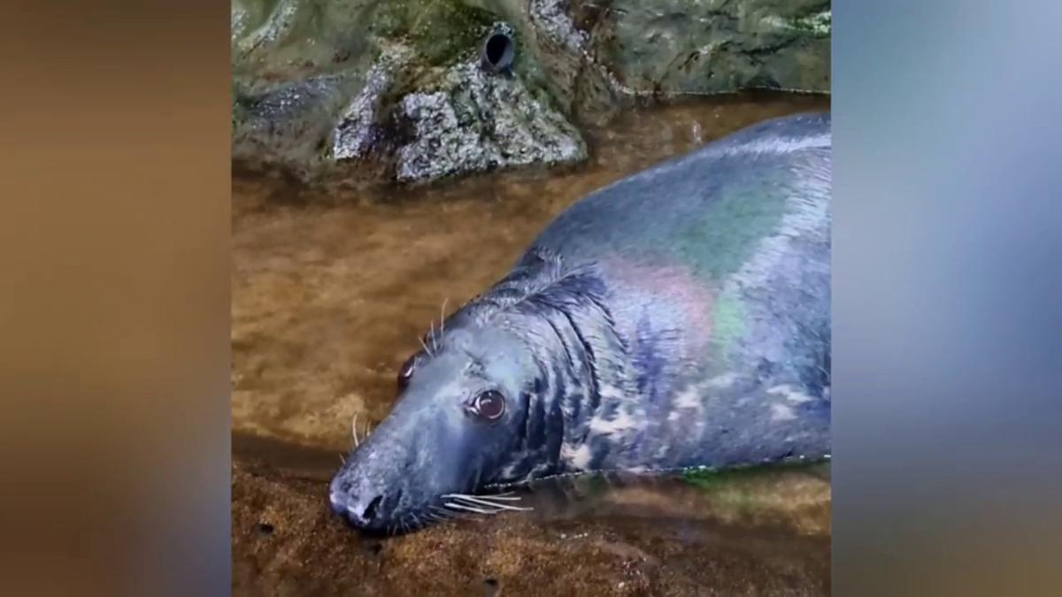 Фото: петербургский океанариум