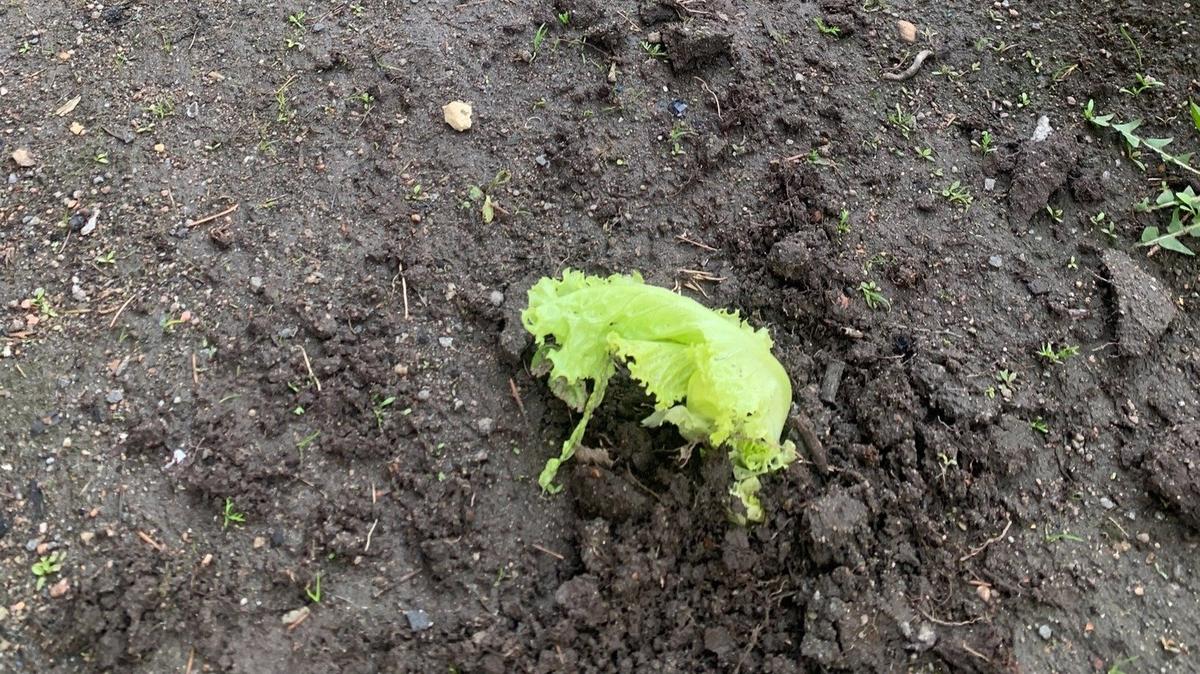 Фото: Центральный район за комфортную среду обитания