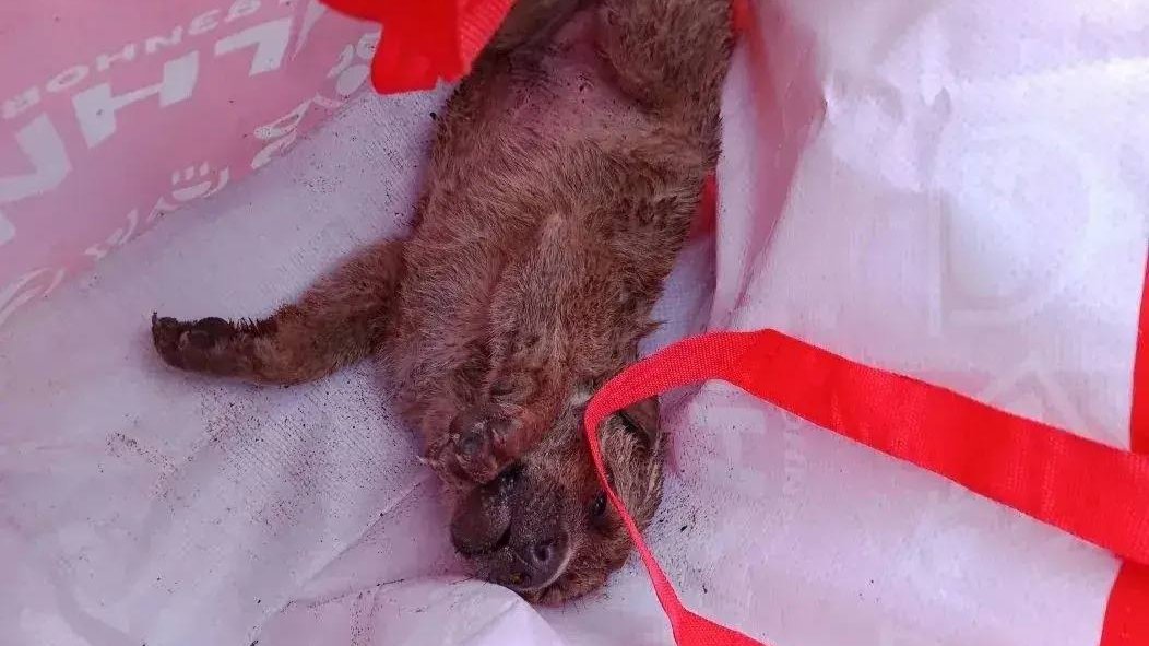 Фото: комитет правопорядка и безопасности Ленобласти