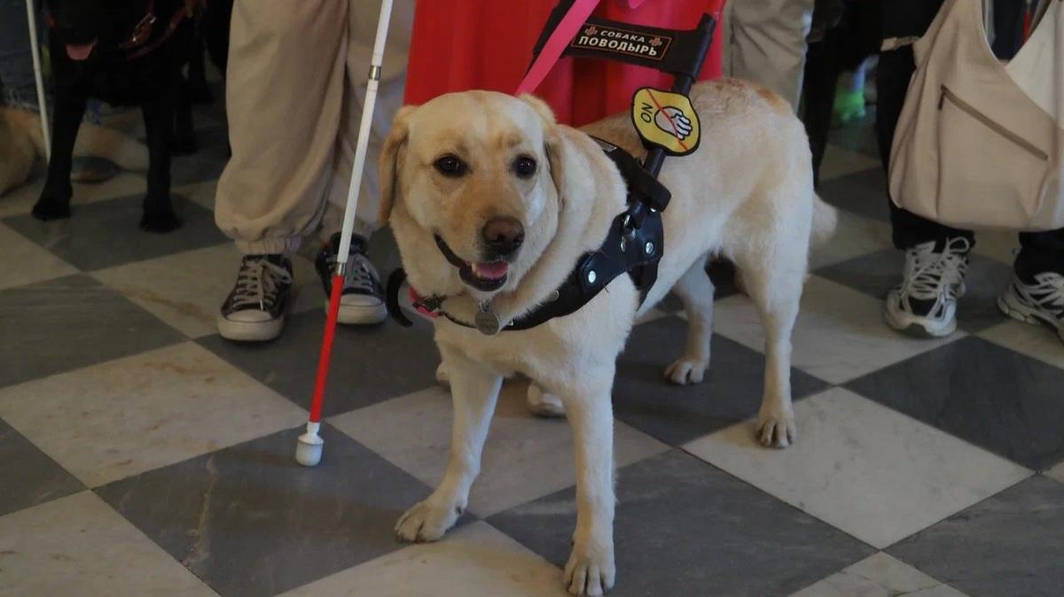 «Слепые должны сидеть дома»: в Петербурге на незрячую женщину напала мать с ребёнком