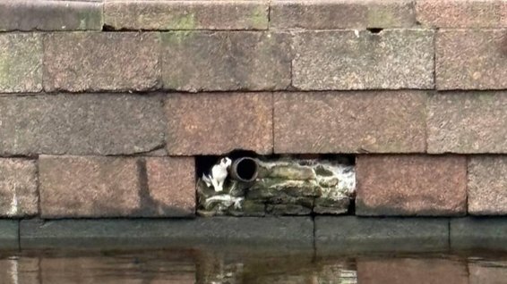 Фото: «Кошкиспас»