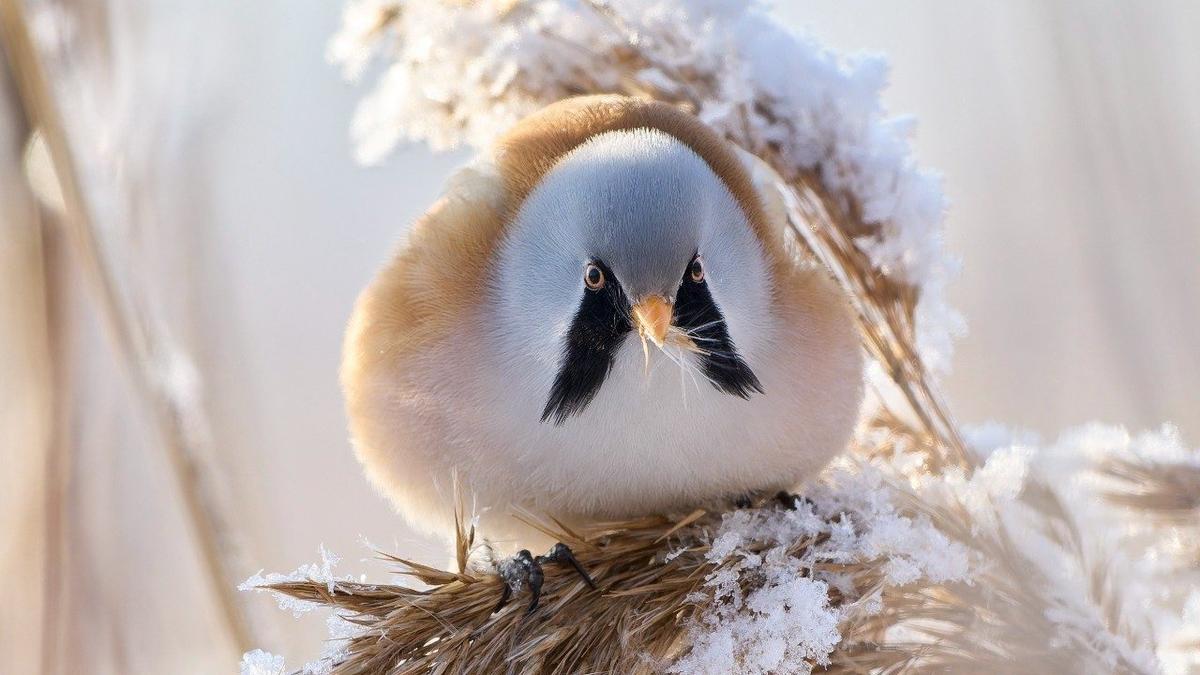Фото: Станислав Крутовцев / «Каждой твари по паре»