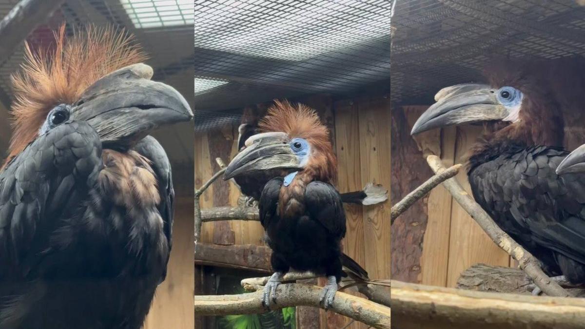 Скриншоты: Ленинградский зоопарк