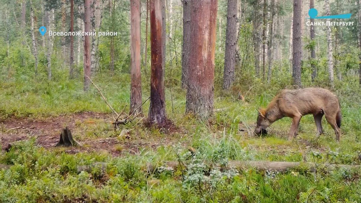 Фото: волк-одиночка гуляет. Скриншот из видео с канала «Каждой твари по паре»