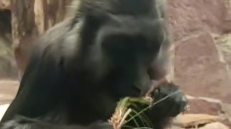 Скриншот видео: Ленинградский зоопарк