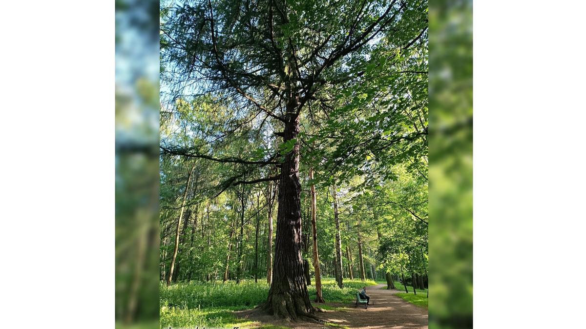 Двухсотлетнюю лиственницу в Удельном парке признали памятником живой природы