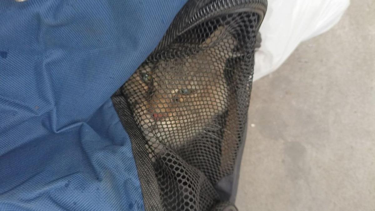 Фото: «Кошкиспас»