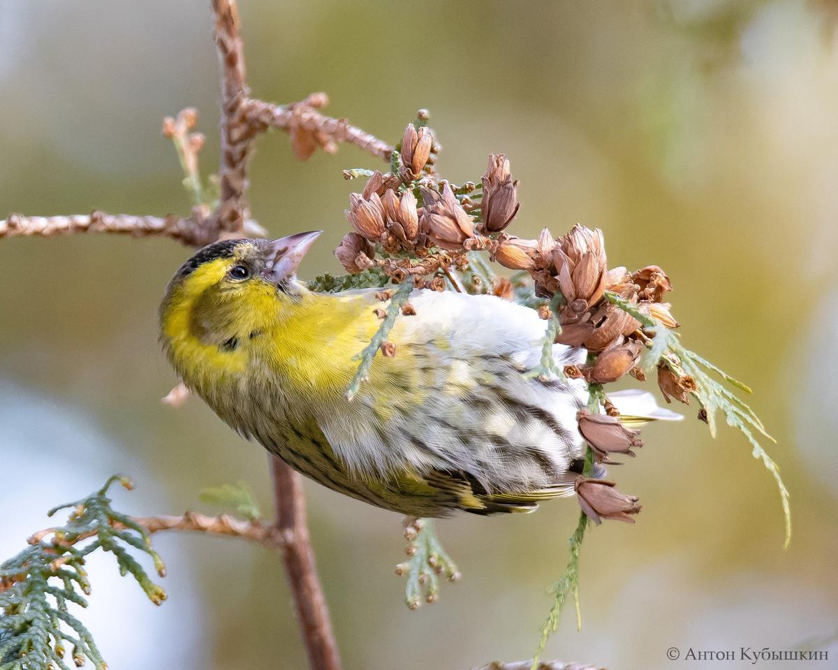 Фото: Антон Кубышкин / группа «Птицы СПб и России»