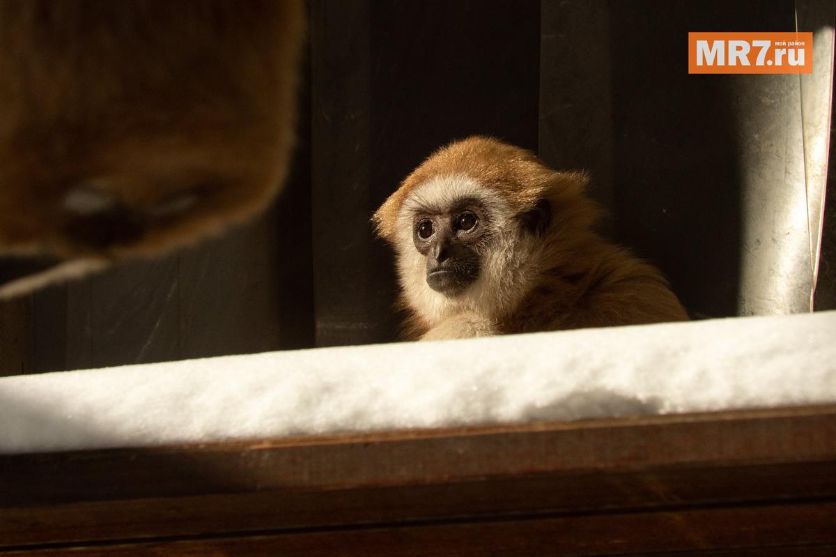 Белорукие гиббоны одни из первых обезьян, кто начинает выходить в летние вольеры. Фото: Олег Золото / MR7