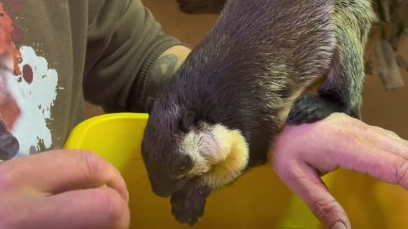 Скриншот видео: Ленинградский зоопарк