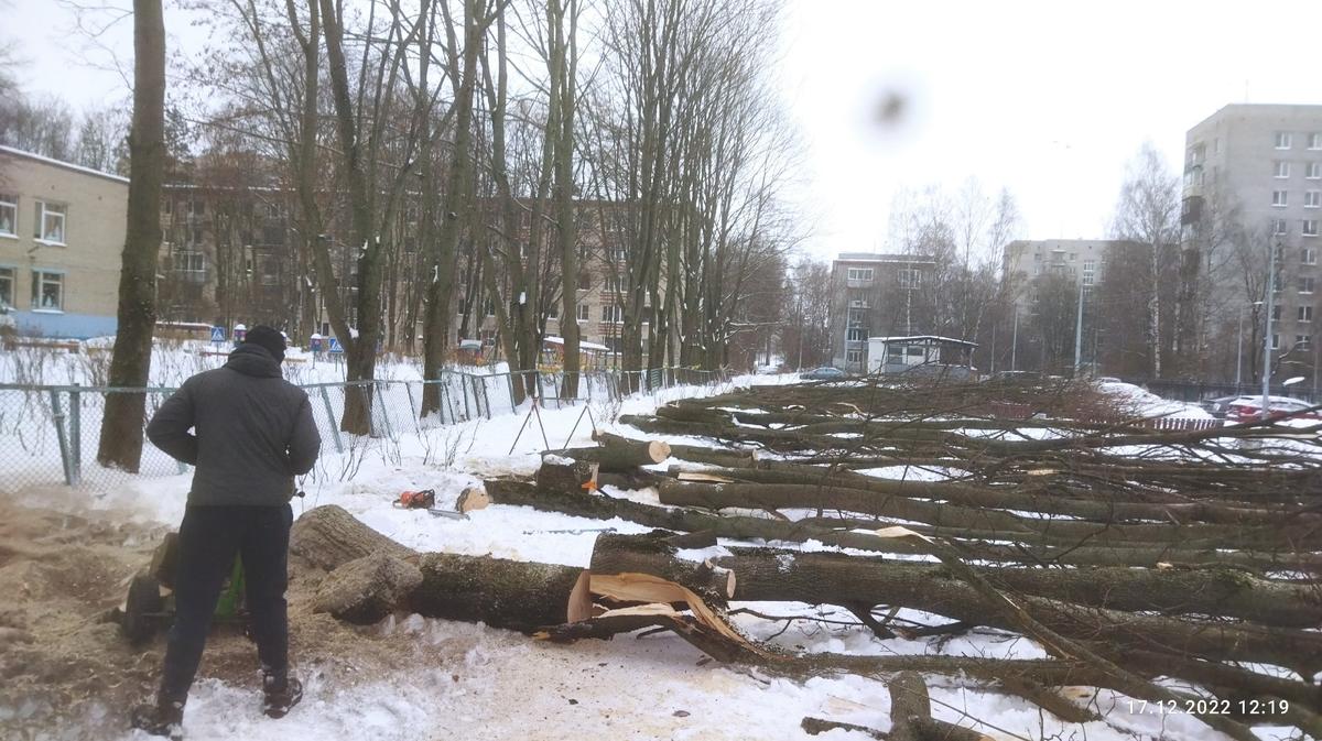 СК заинтересовался срубленными клёнами у детсада № 77 в Калининском районе