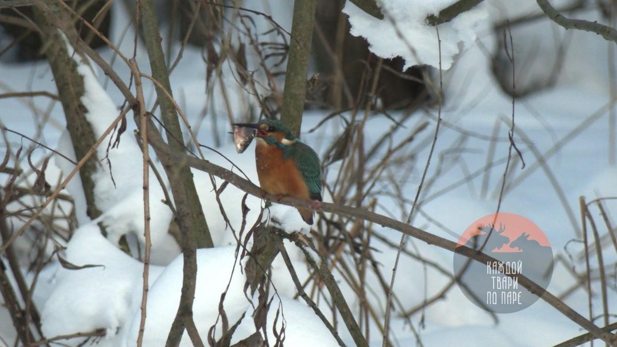 Скриншот видео: Павел Глазков / «Каждой твари по паре»
