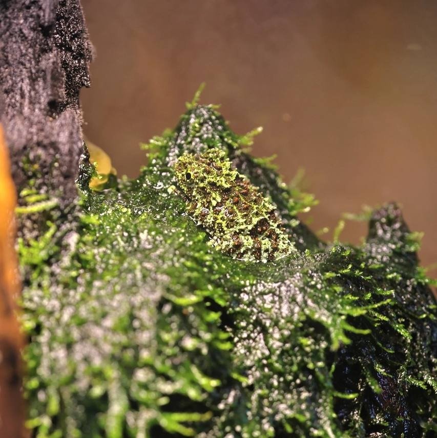 Фото: пресс-служба Ленинградского зоопарка