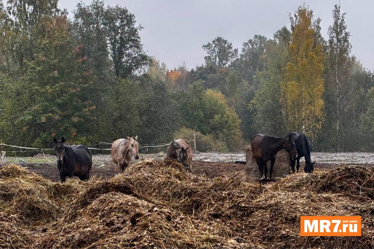 Фото: Елизавета Наливайко / MR7