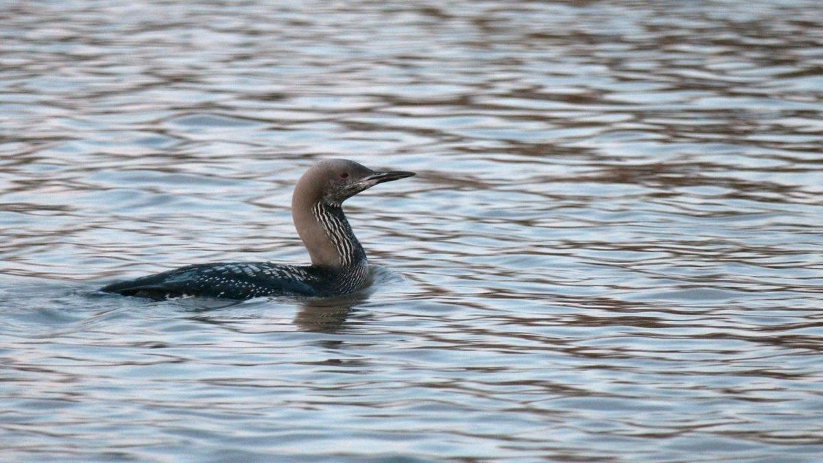 Фото: Павел Глазков / «Каждой твари по паре»
