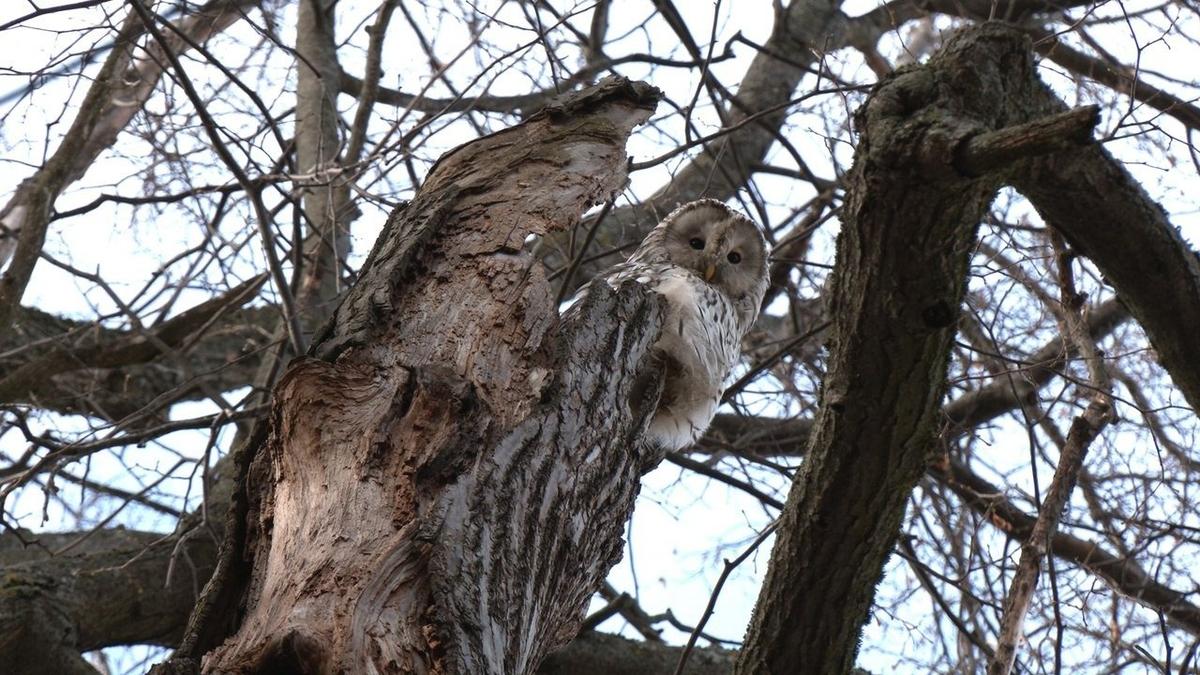 Живая страничка Павла Глазкова: совы на Елагином острове собрались завести птенцов