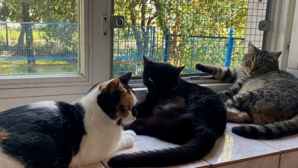 Акция «Книга за корм» в поддержку приютов для животных пройдёт в библиотеках Петербурга с 11 по 16 августа