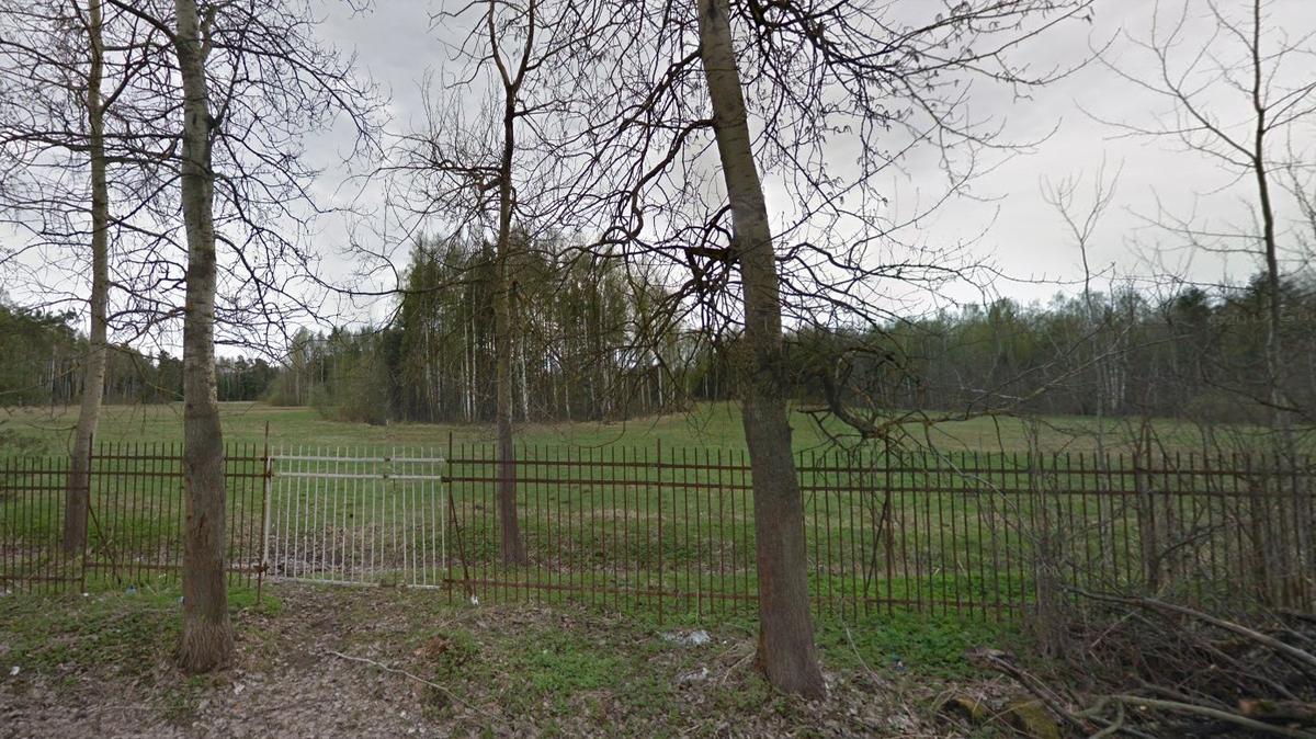 Два лося погибли из-за ограды в Павловском парке