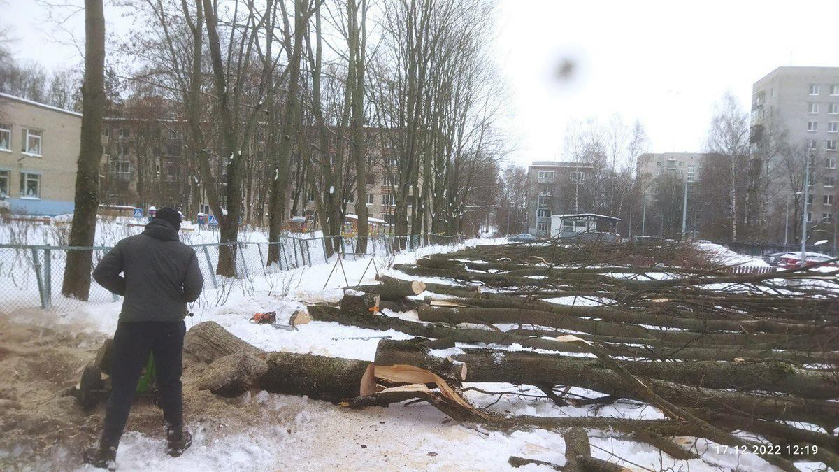 Деревья у детсада № 77. Фото: предоставлено местной жительницей