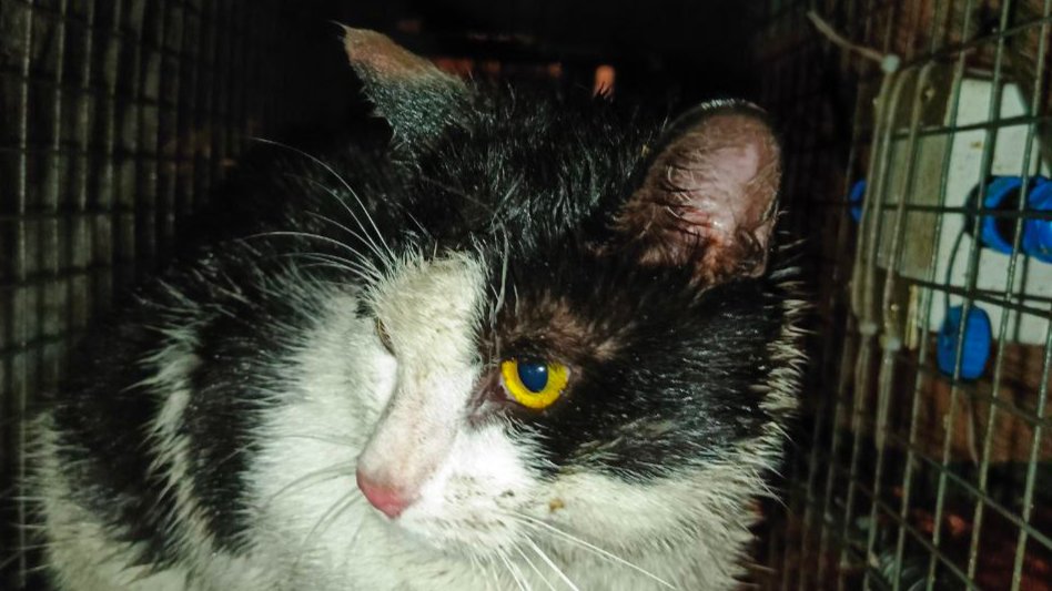 Фото: «Кошкиспас»