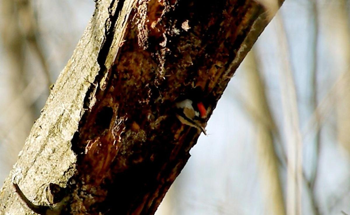 Фото: Павел Глазков / «Каждой твари по паре»