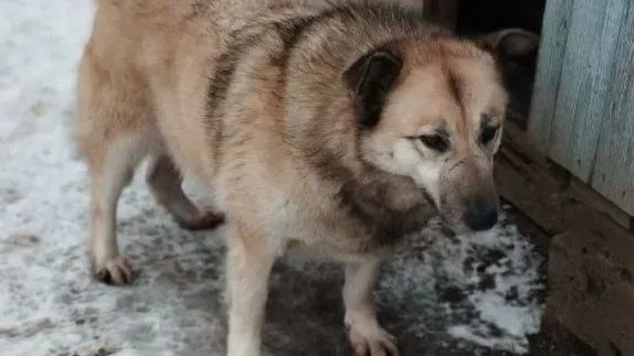 Фото: предоставлено приютом «Добродог»