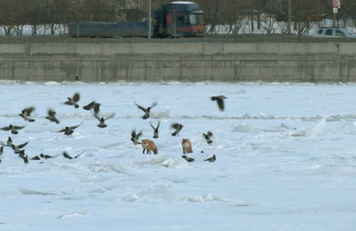 Петербуржцы заметили лис на Синопской набережной