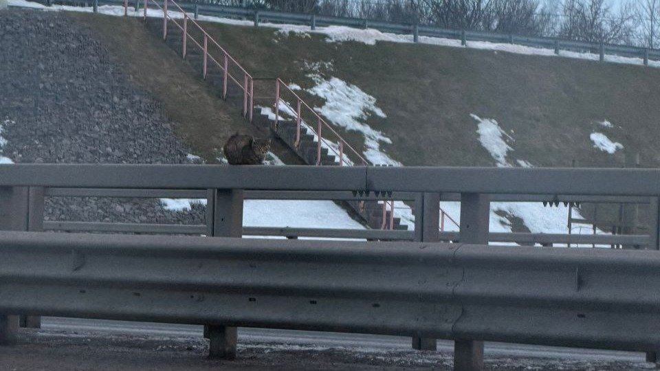 Фото: «Мегаполис»