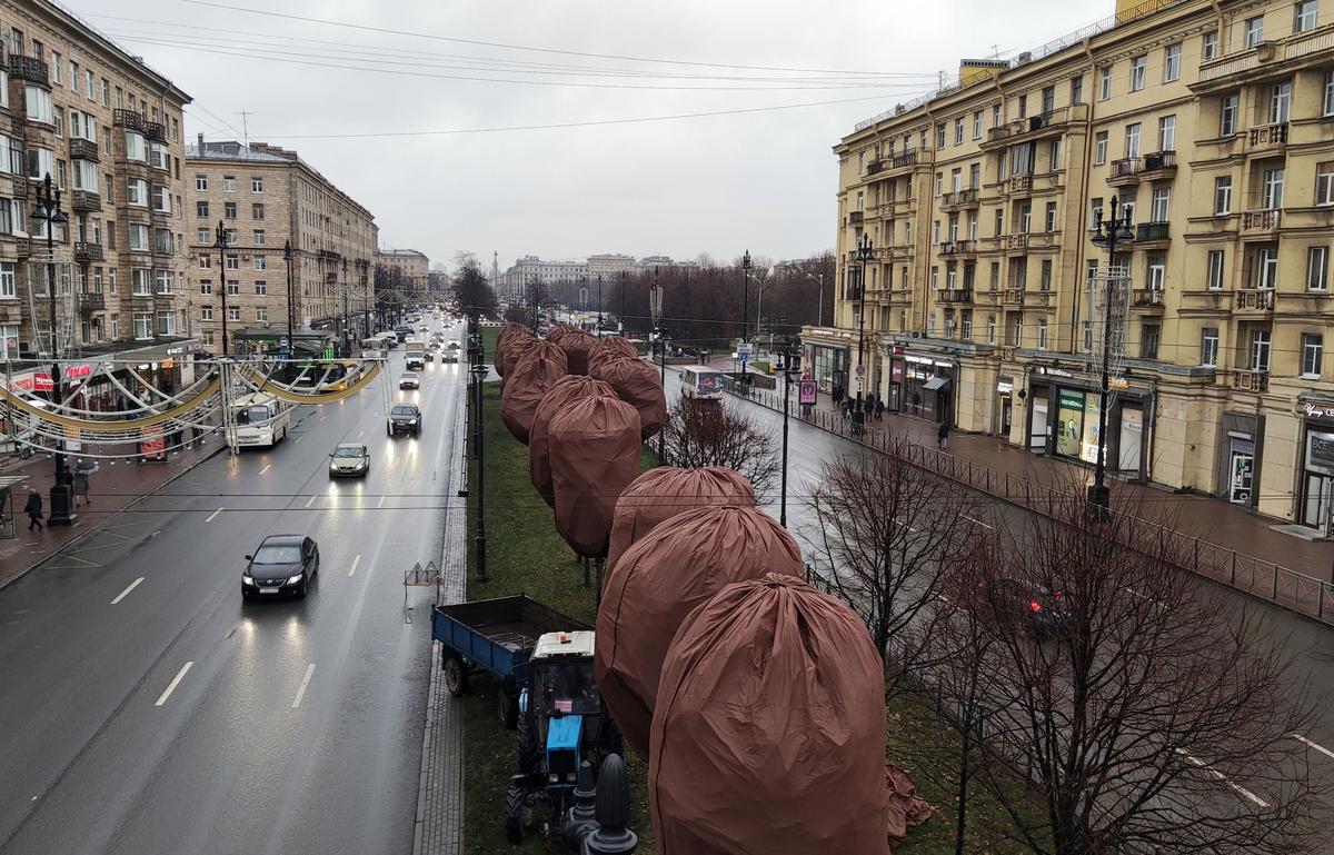 Деревья на Московском проспекте укутали в чехлы перед зимой. Фото: пресс-служба Смольного