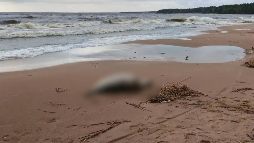 Фото: Фонд друзей балтийской нерпы