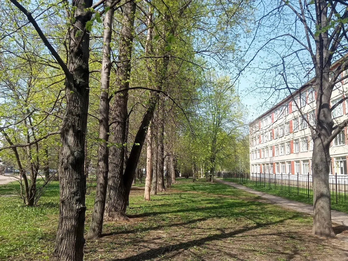 Деревья в сквере у школы № 121. Фото: предоставлено местной жительницей