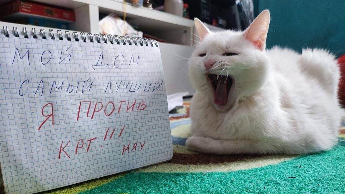 Петербургские коты против сноса хрущевок