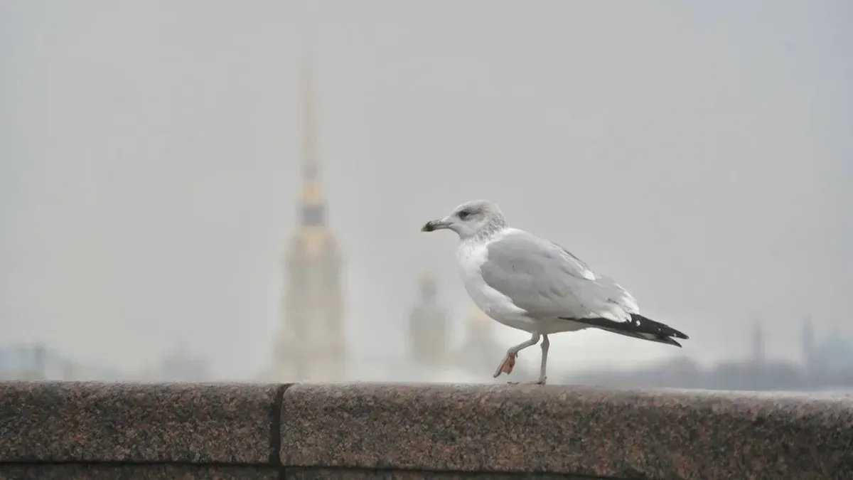 Фото: Павел Даиси / MR7