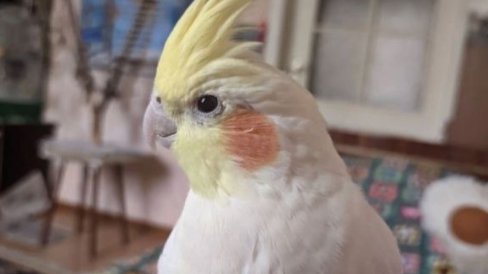 В Курортном районе ищут попугая, брошенного хозяевами на базе отдыха