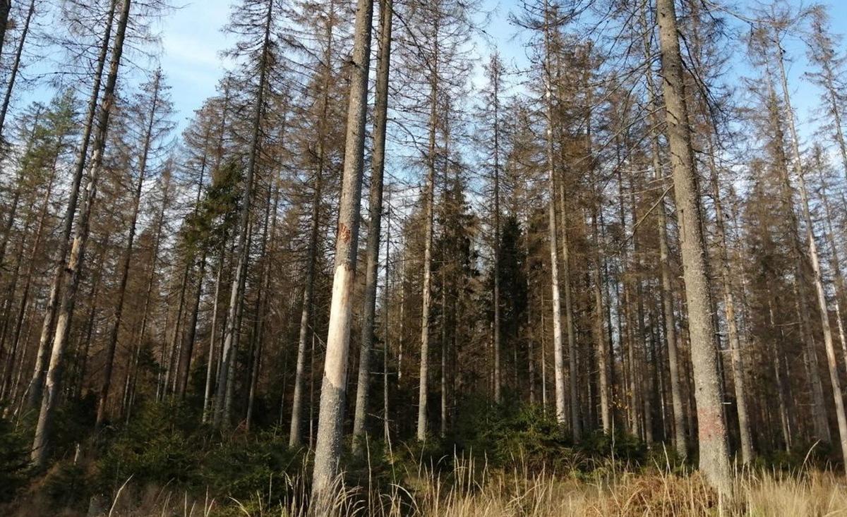 Погибшие ели в лесу в Рощино. Фото: пресс-служба СПбГЛТУ