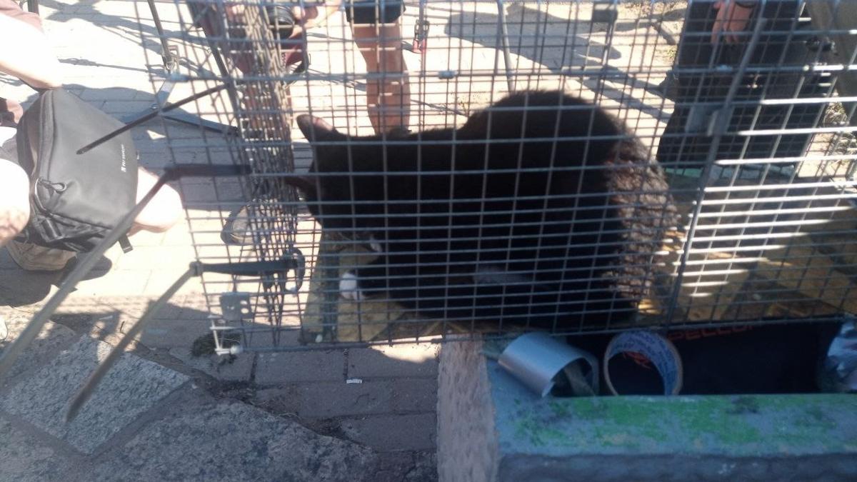 Фото: «Кошкиспас»