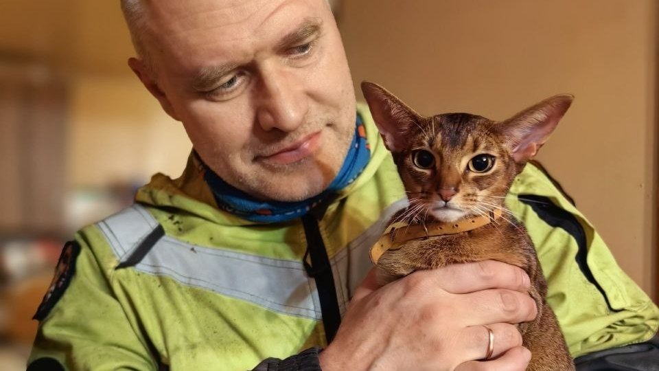 Фото: «Кошкиспас»