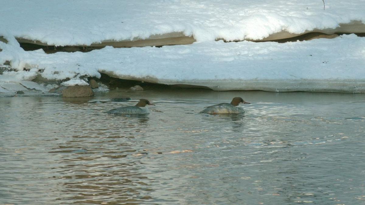 Фото: Павел Глазков / «Каждой твари по паре»