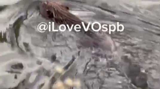Скриншот видео: «Я люблю Васильевский остров»