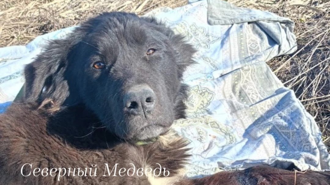 Фото: «Северный Медведь»