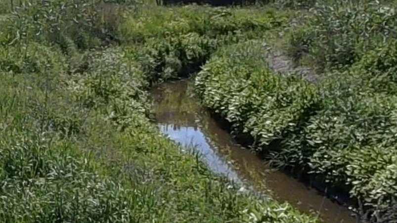 В Муринском ручье восстановят популяцию рыбы после провала грунта у Выборгского коллектора