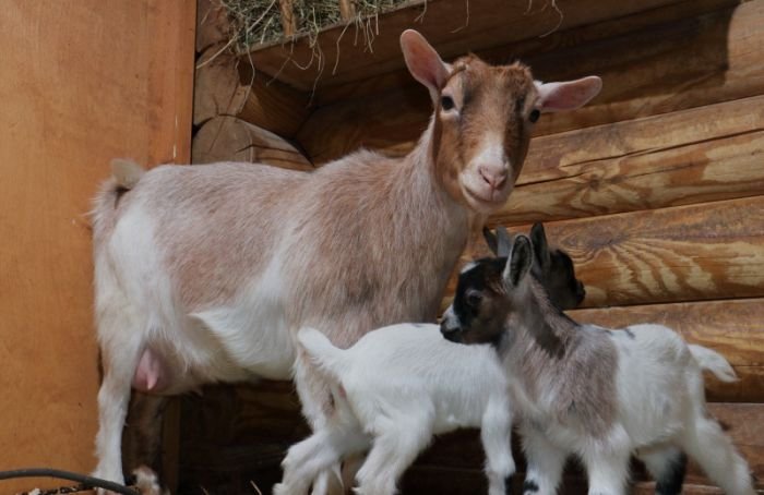 В апреле в Ленинградском зоопарке родилось сразу 11 камерунских козлят