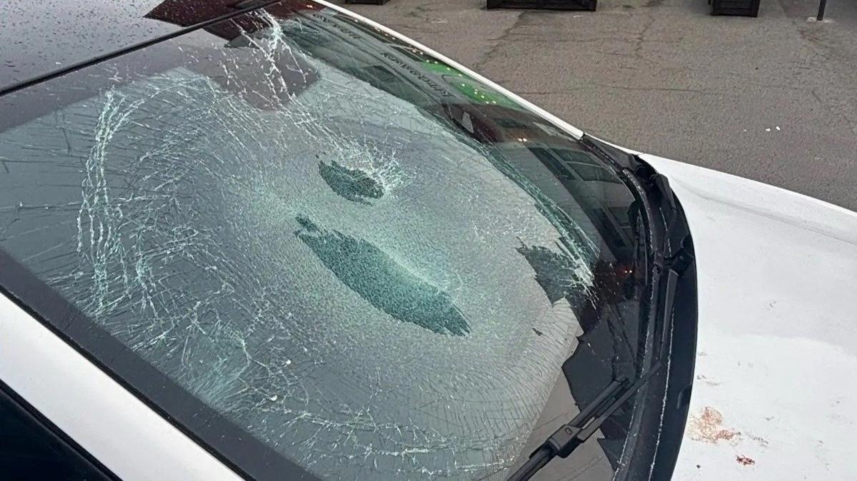 Фото: Росгвардия по Петербургу и Ленобласти