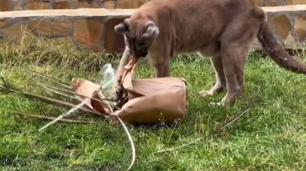 Скриншот видео: Ленинградский зоопарк