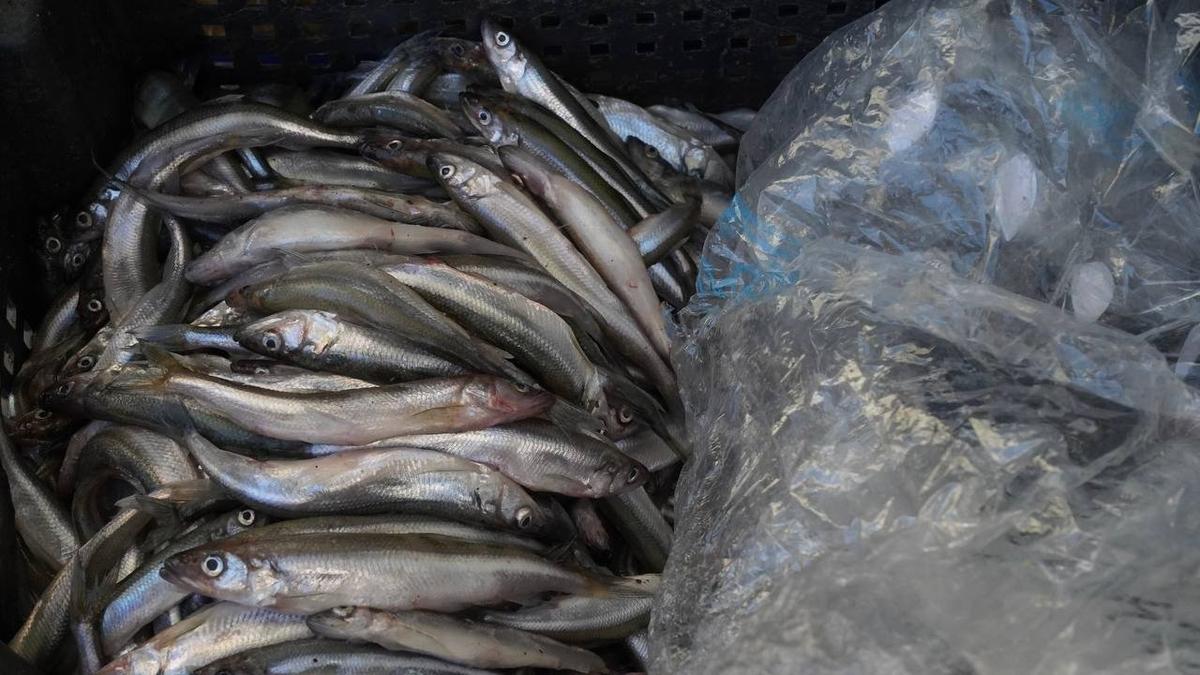 Фото: Павел Борисенко / МР7