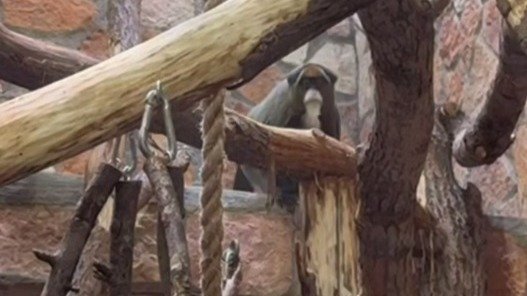 Скриншот видео: Ленинградский зоопарк